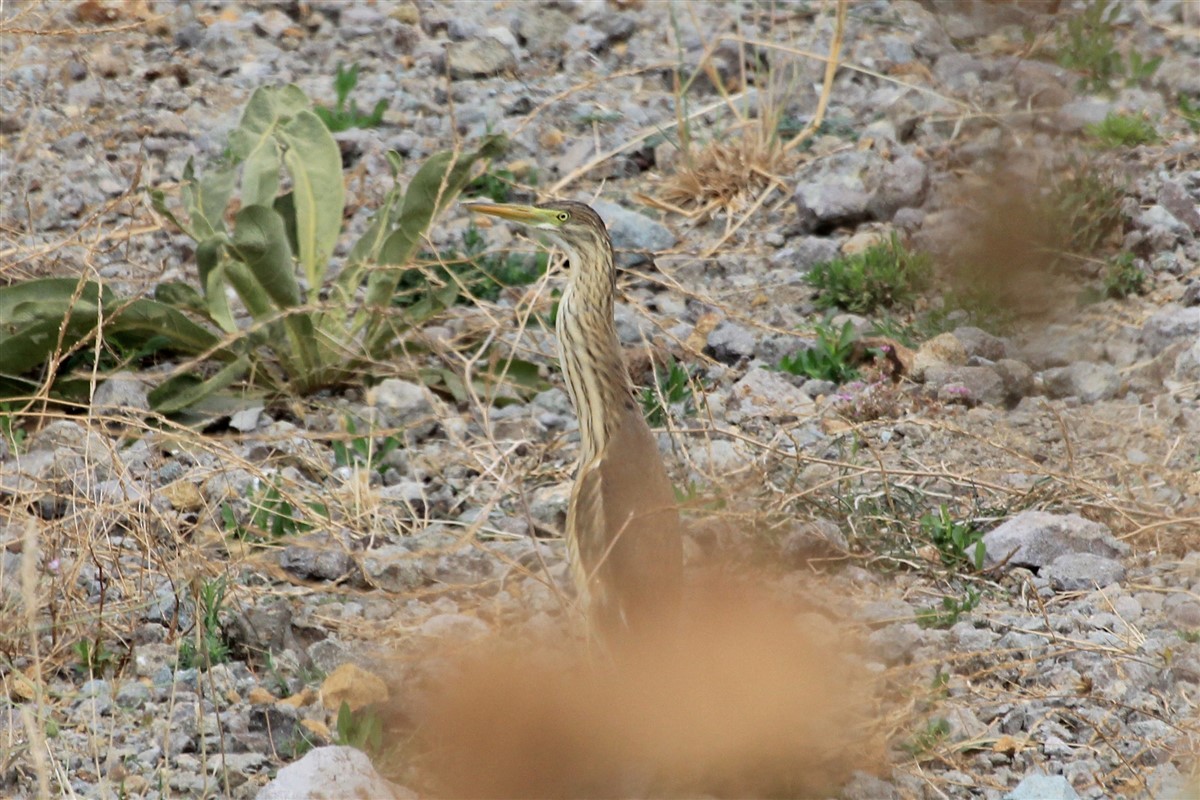 Squacco Heron - ML168571081