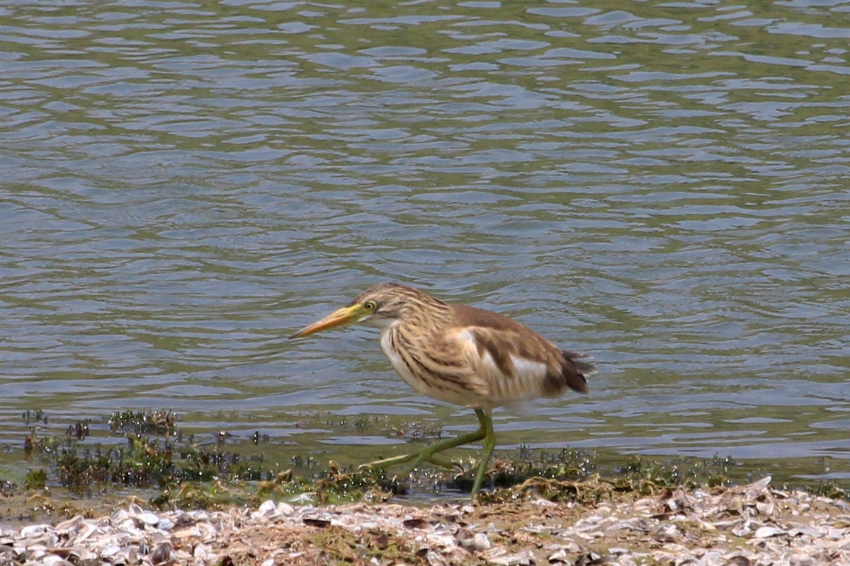 Squacco Heron - ML168571091