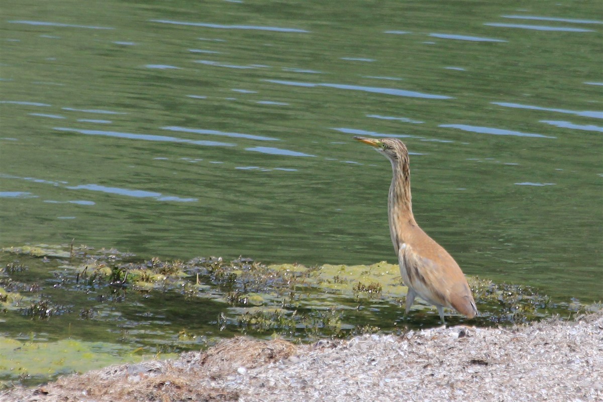 Squacco Heron - ML168571131