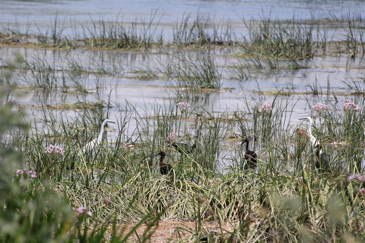 Little Egret - ML168571401