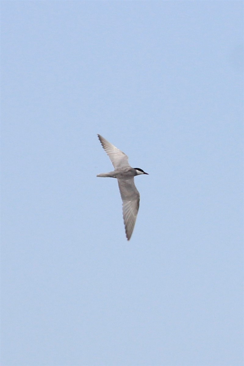 Whiskered Tern - Salih MALAKCIOGLU