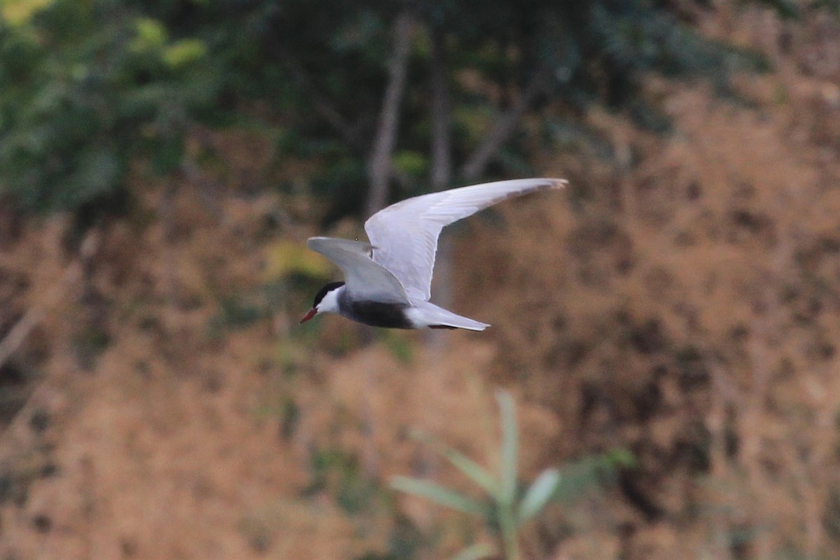 Whiskered Tern - ML168571771