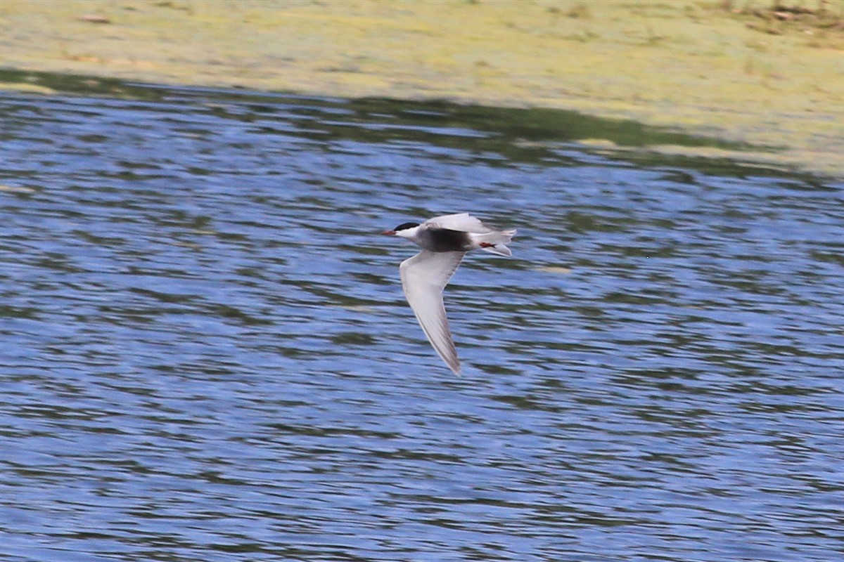 Whiskered Tern - ML168571781