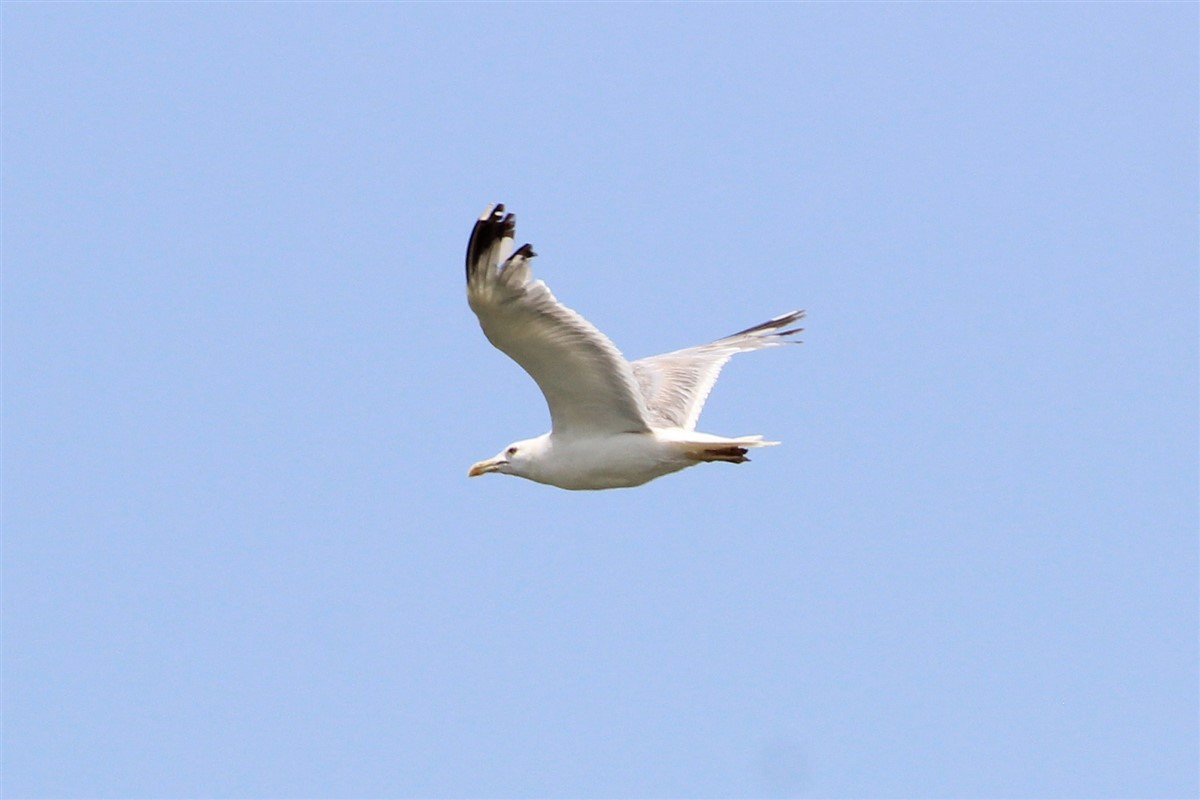 Yellow-legged Gull - Salih MALAKCIOGLU