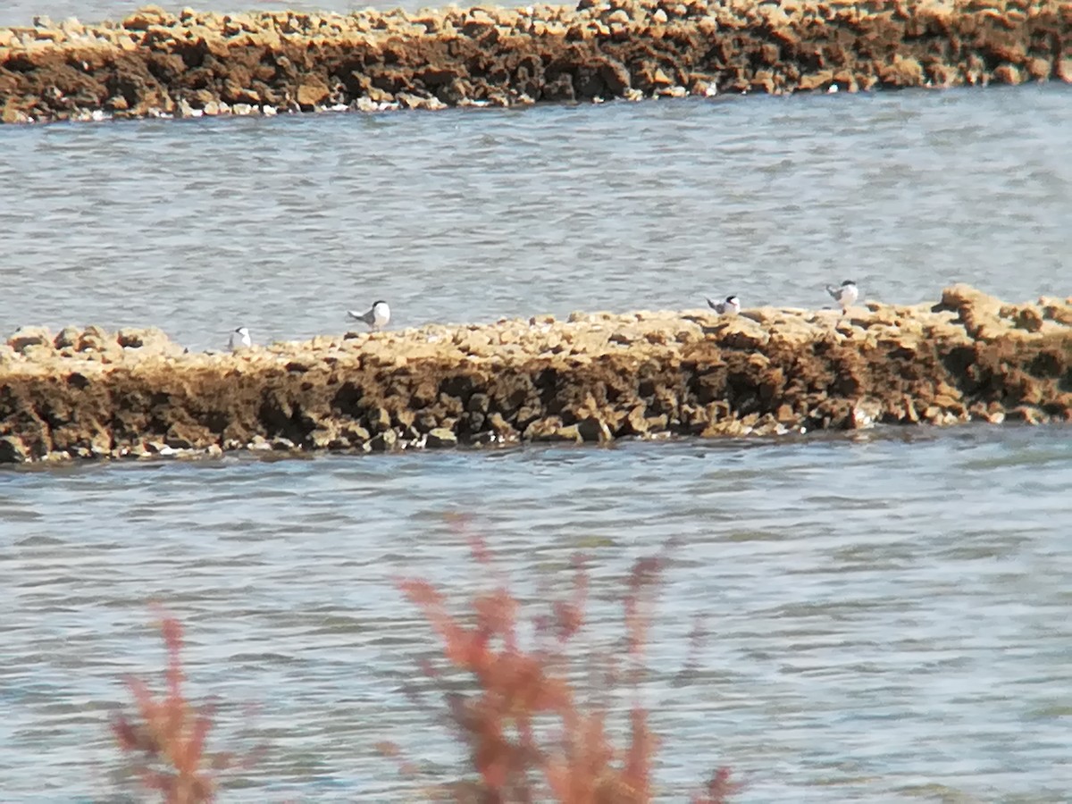 Little Tern - ML168574541