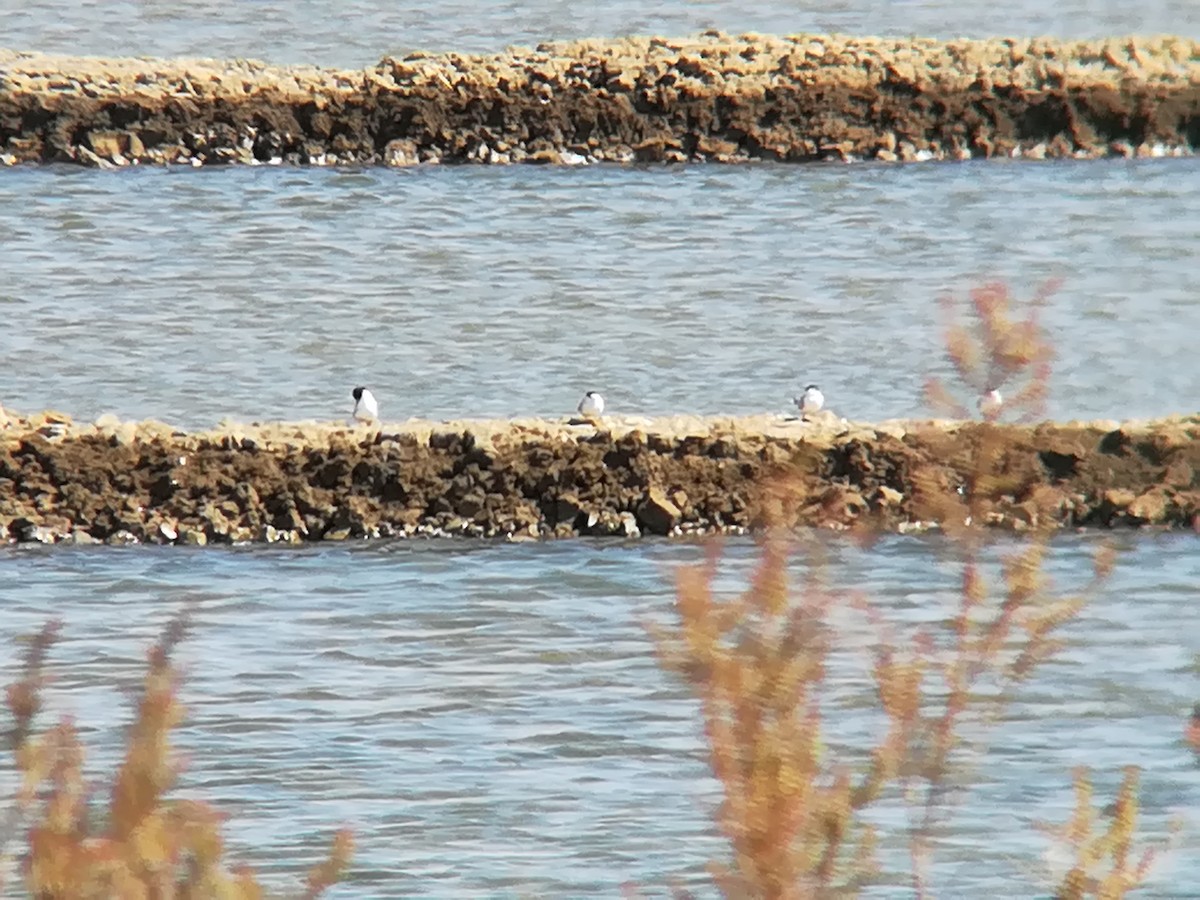 Little Tern - ML168574701