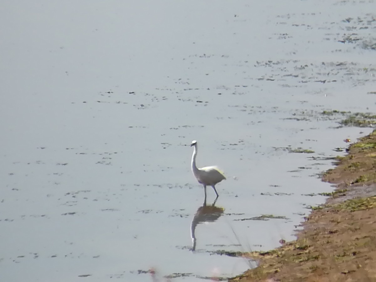 Little Egret - Nelson Conceição