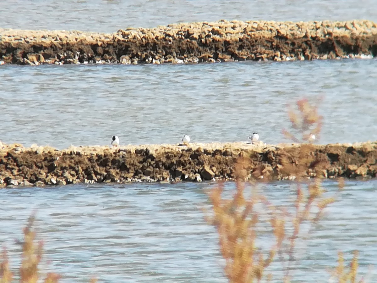 Little Tern - ML168574751