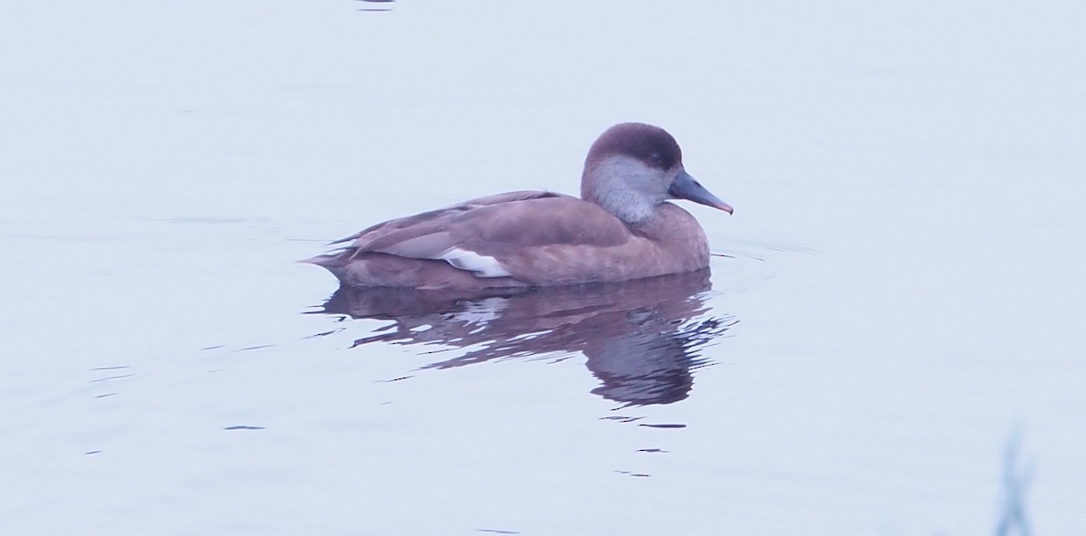 Red-crested Pochard - Geraint Langford