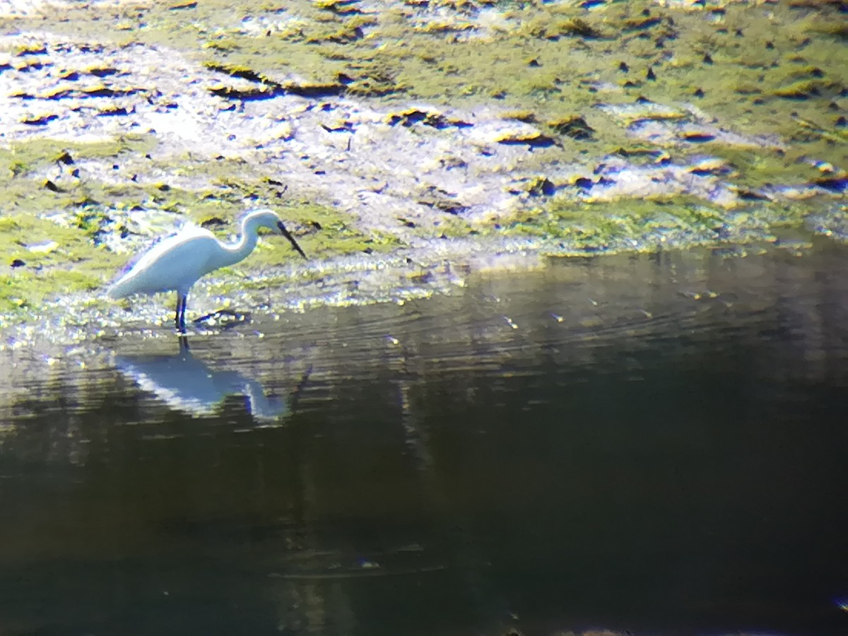 Little Egret - ML168574981