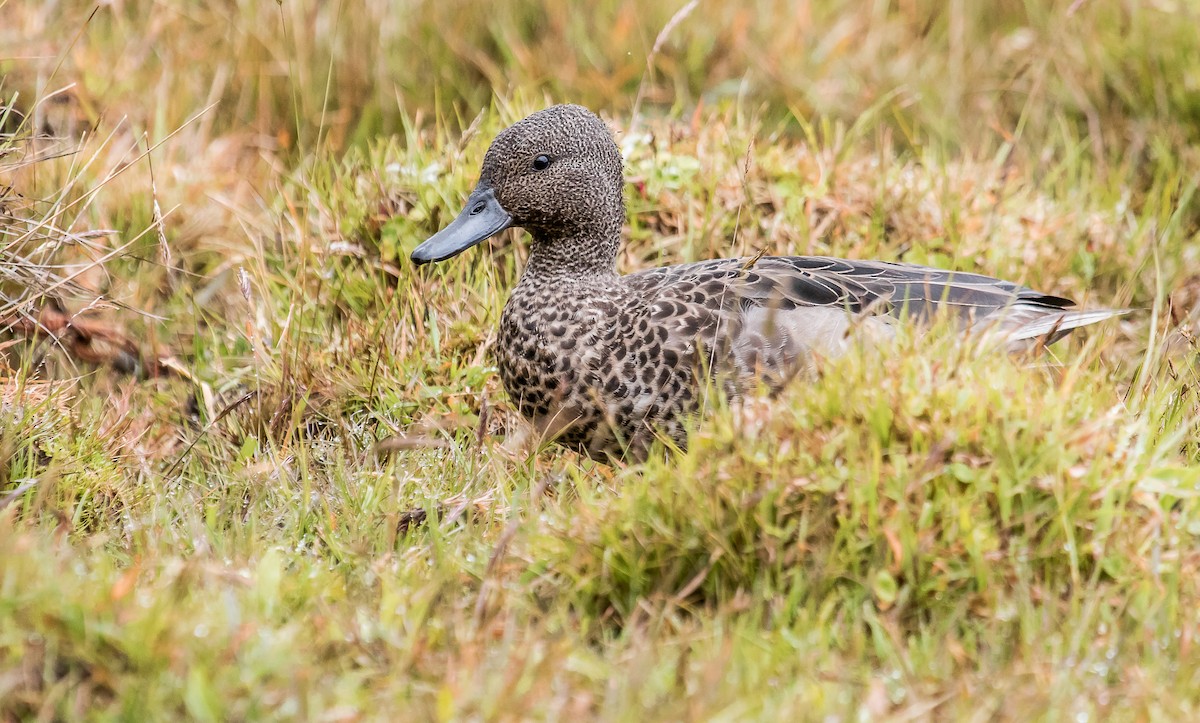 Andean Teal - ML168575041