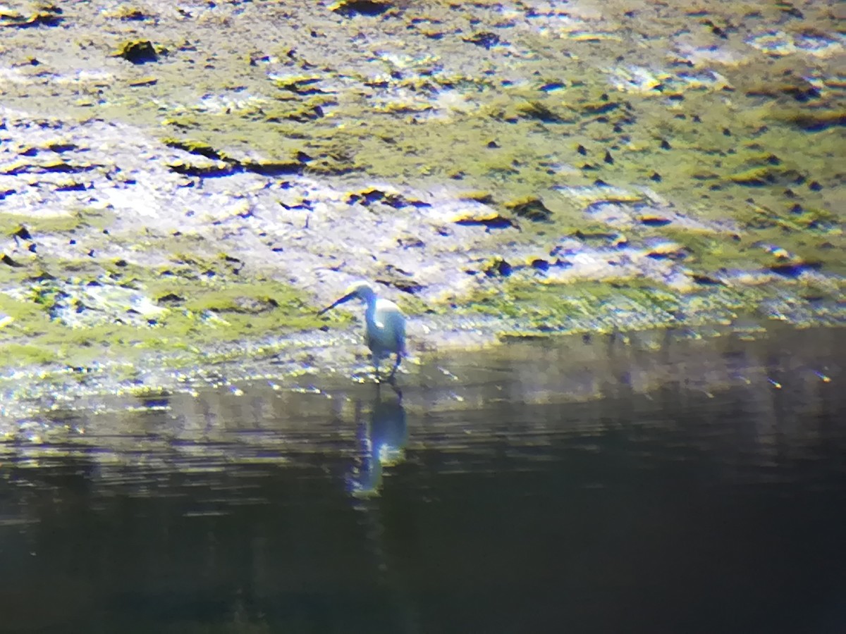 Little Egret - ML168575101