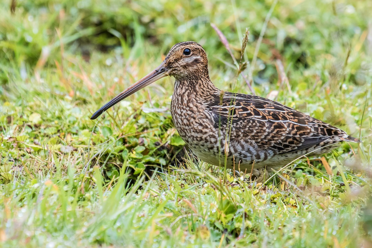 Noble Snipe - David Monroy Rengifo