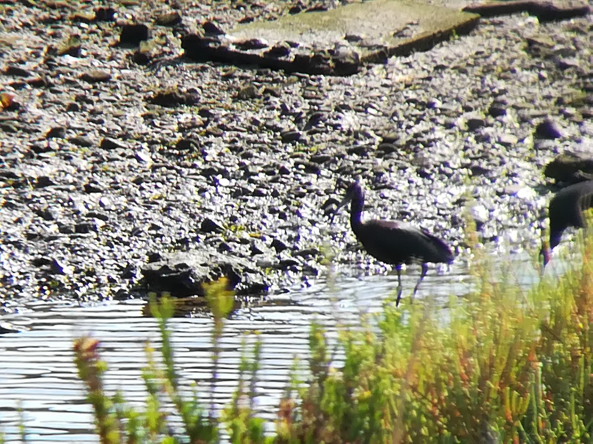 Glossy Ibis - ML168575711