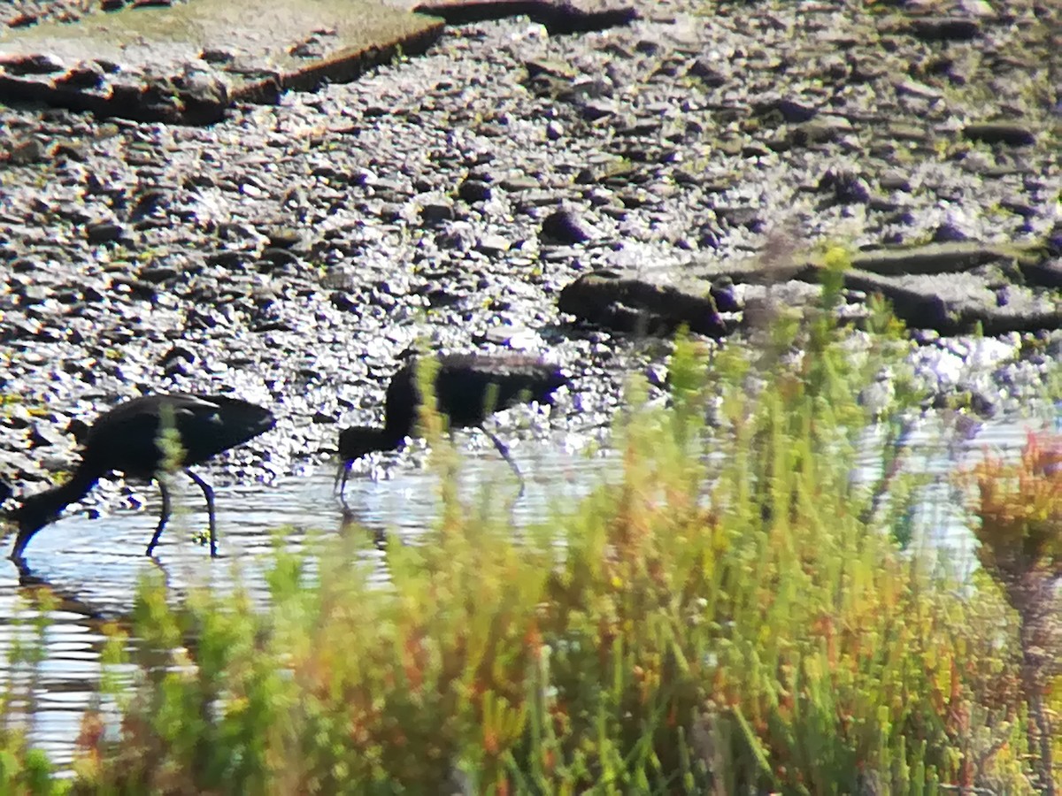 Glossy Ibis - ML168575881