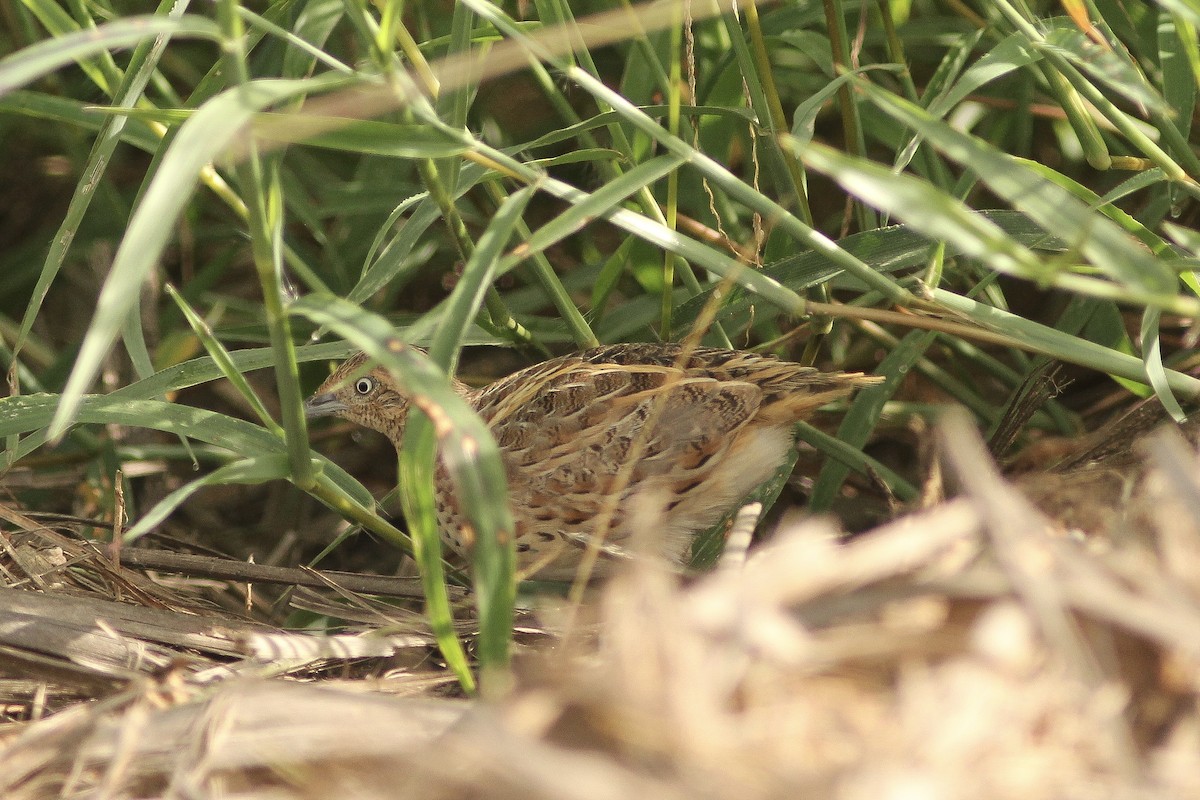 Small Buttonquail - ML168576711