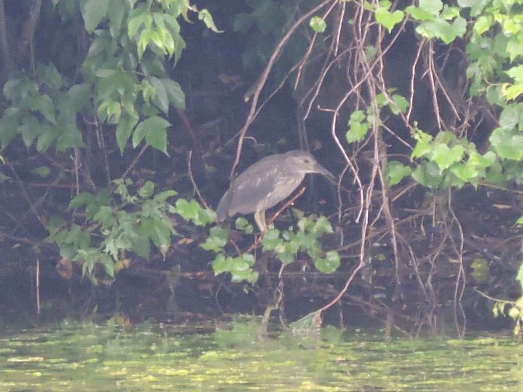 Black-crowned Night Heron - Ed Hack