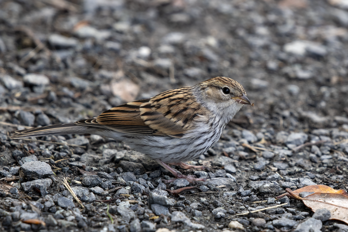 Chipping Sparrow - ML168583181