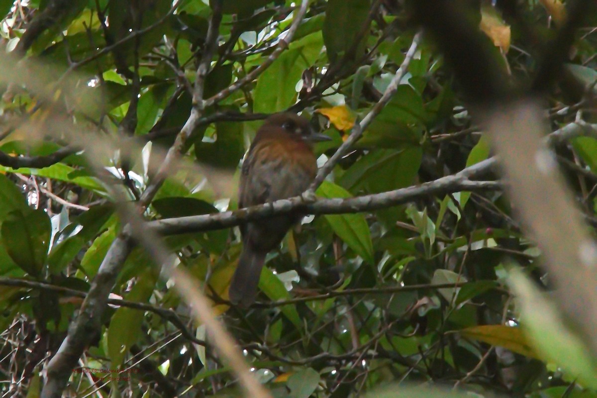 Moustached Puffbird - ML168583671