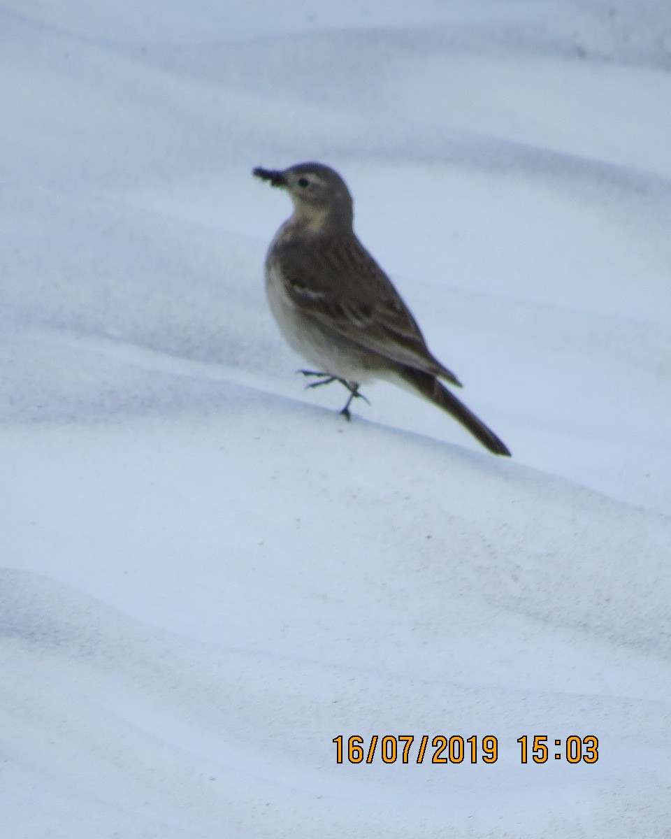 Pipit d'Amérique - ML168585341