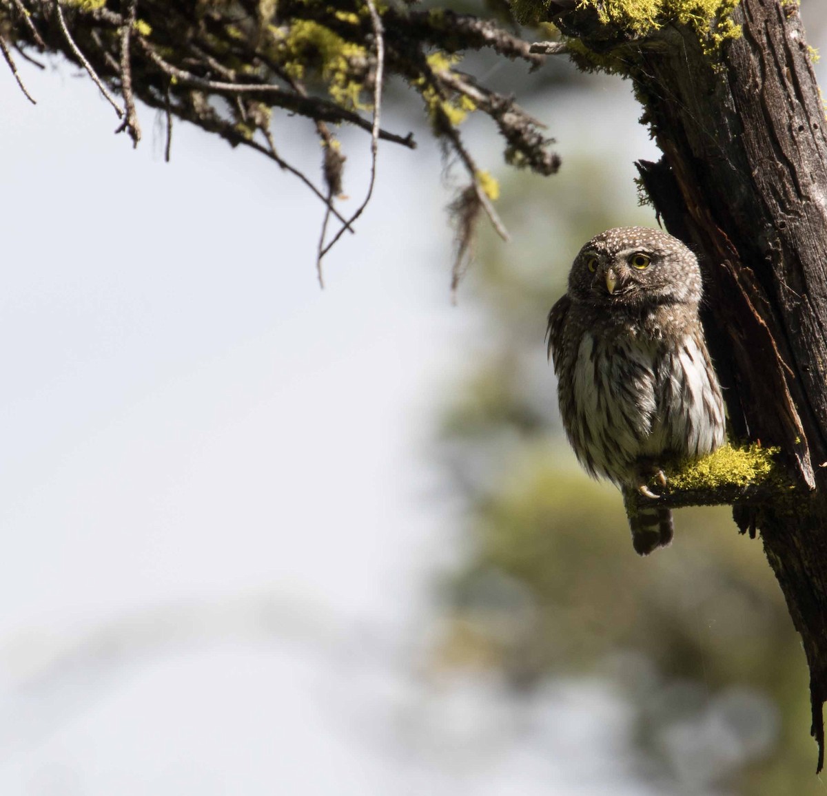 Northern Pygmy-Owl - ML168585921