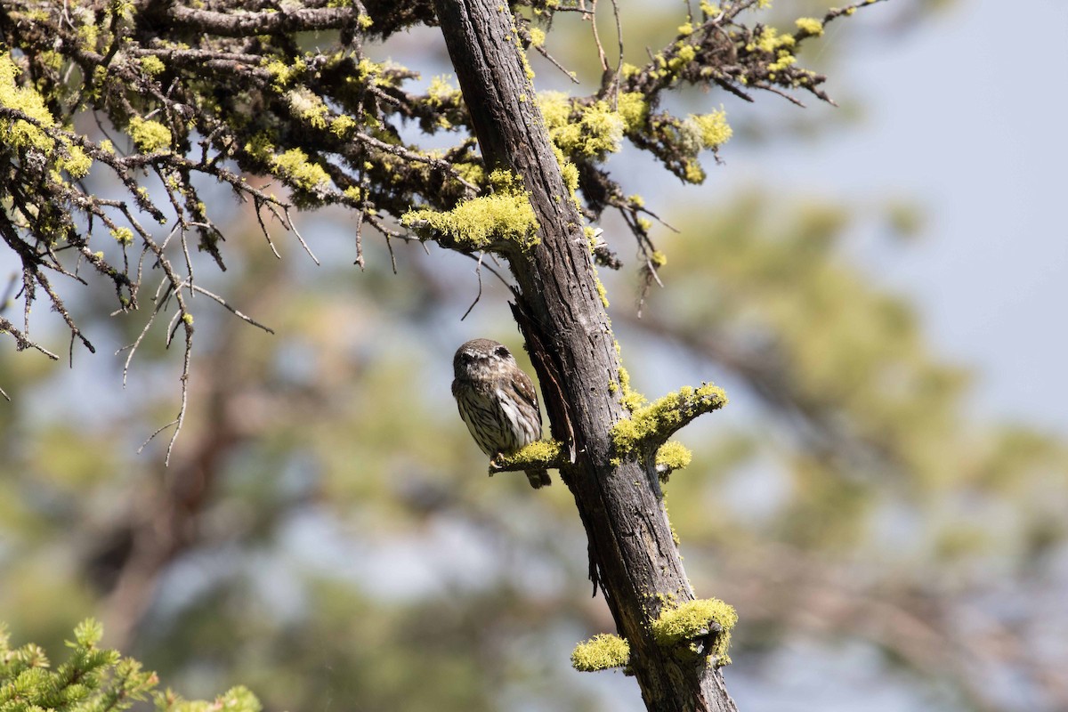 Northern Pygmy-Owl - ML168585931
