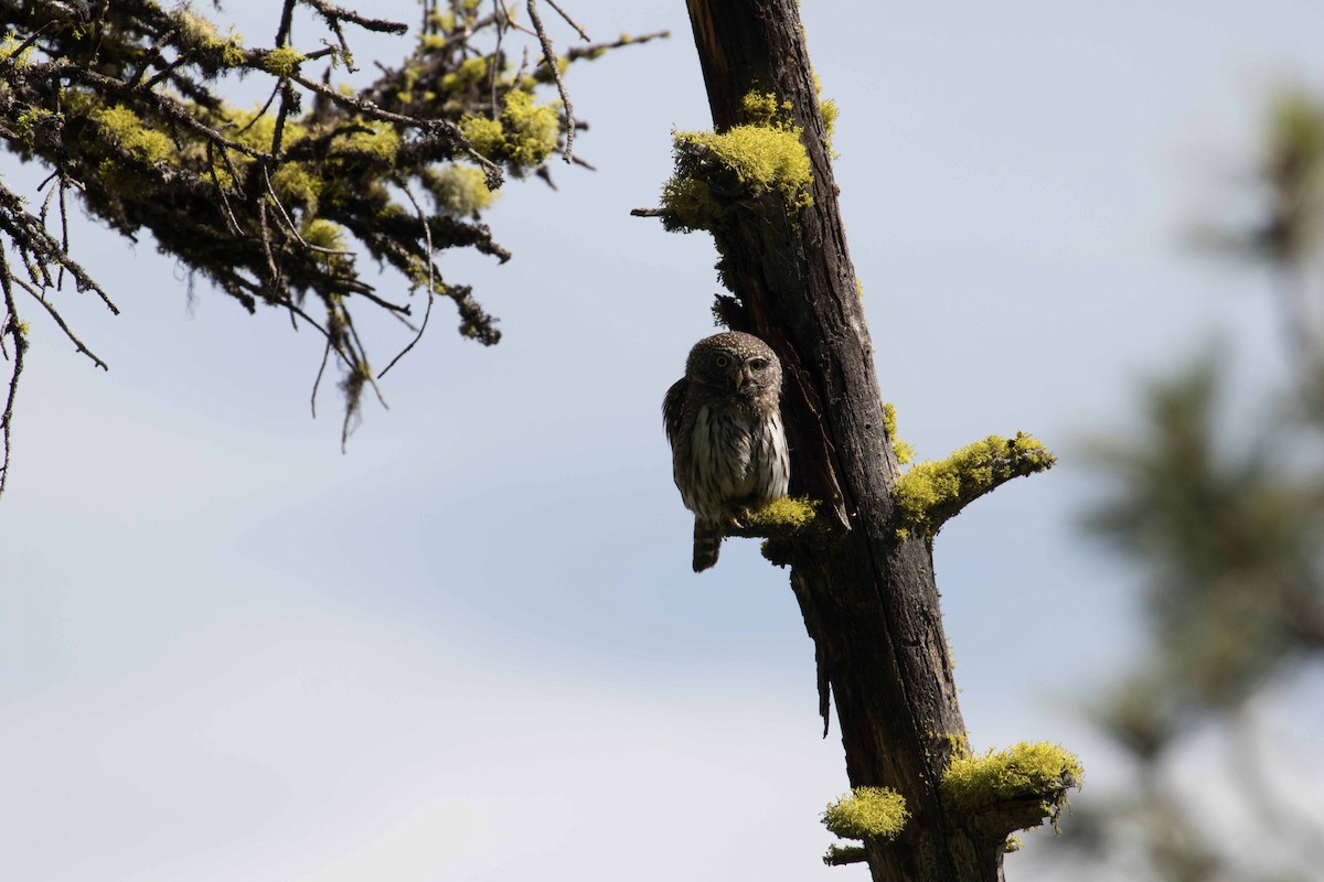 Northern Pygmy-Owl - ML168585941