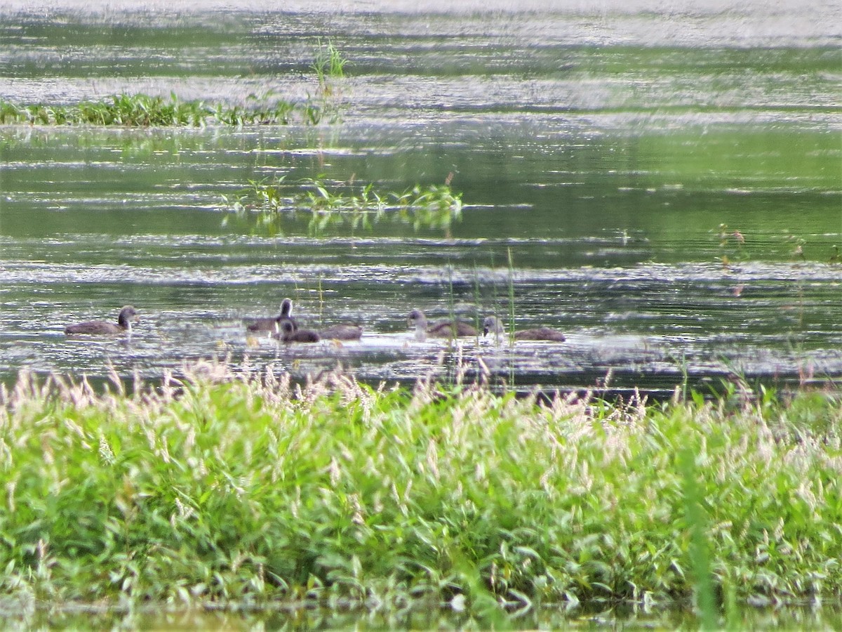 American Coot - ML168587251