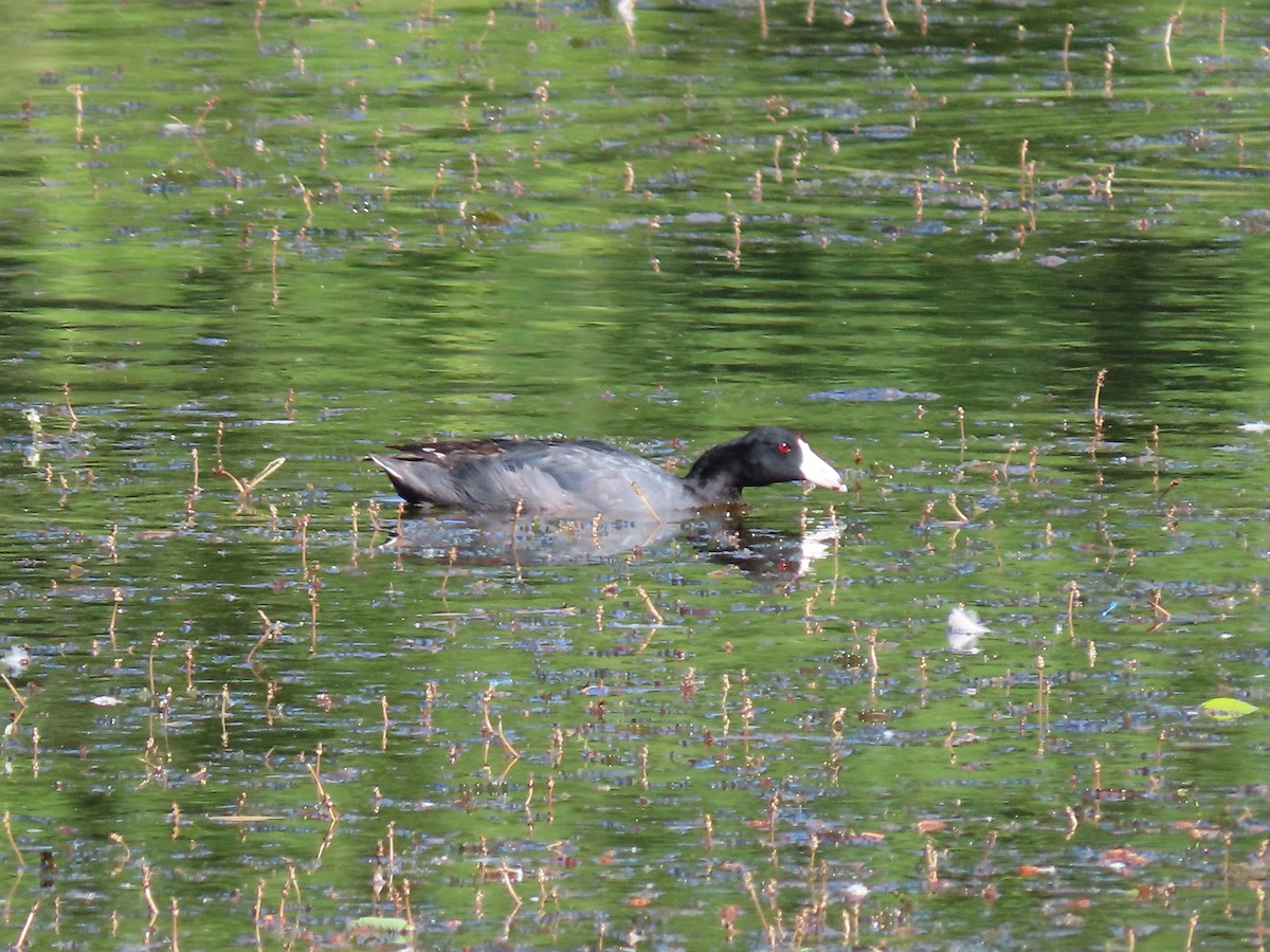 American Coot - ML168587791