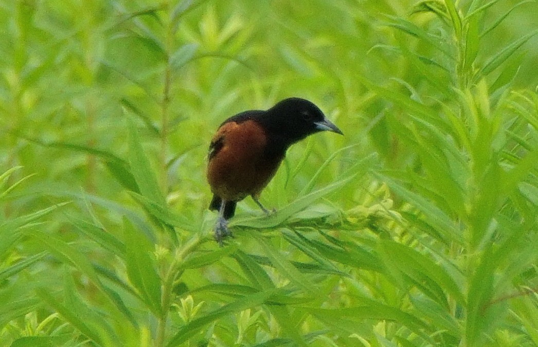 Orchard Oriole - ML168588331