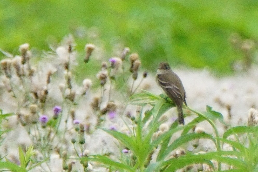 Willow Flycatcher - ML168588481