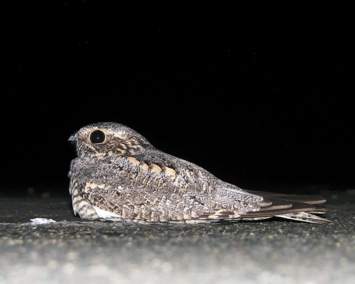 Lesser Nighthawk - ML168588881