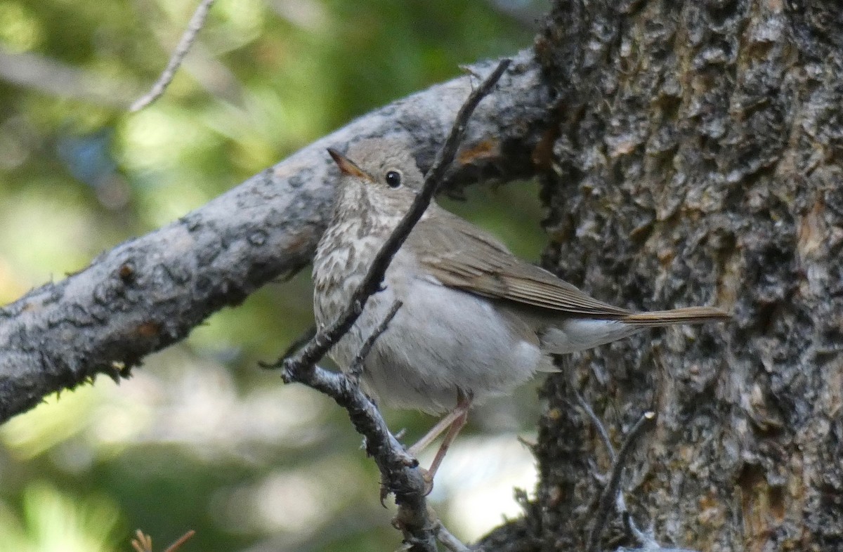 Hermit Thrush - ML168590161