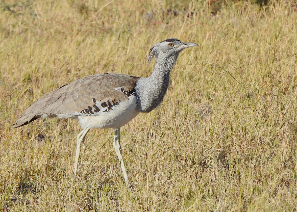 Kori Bustard - ML168591311