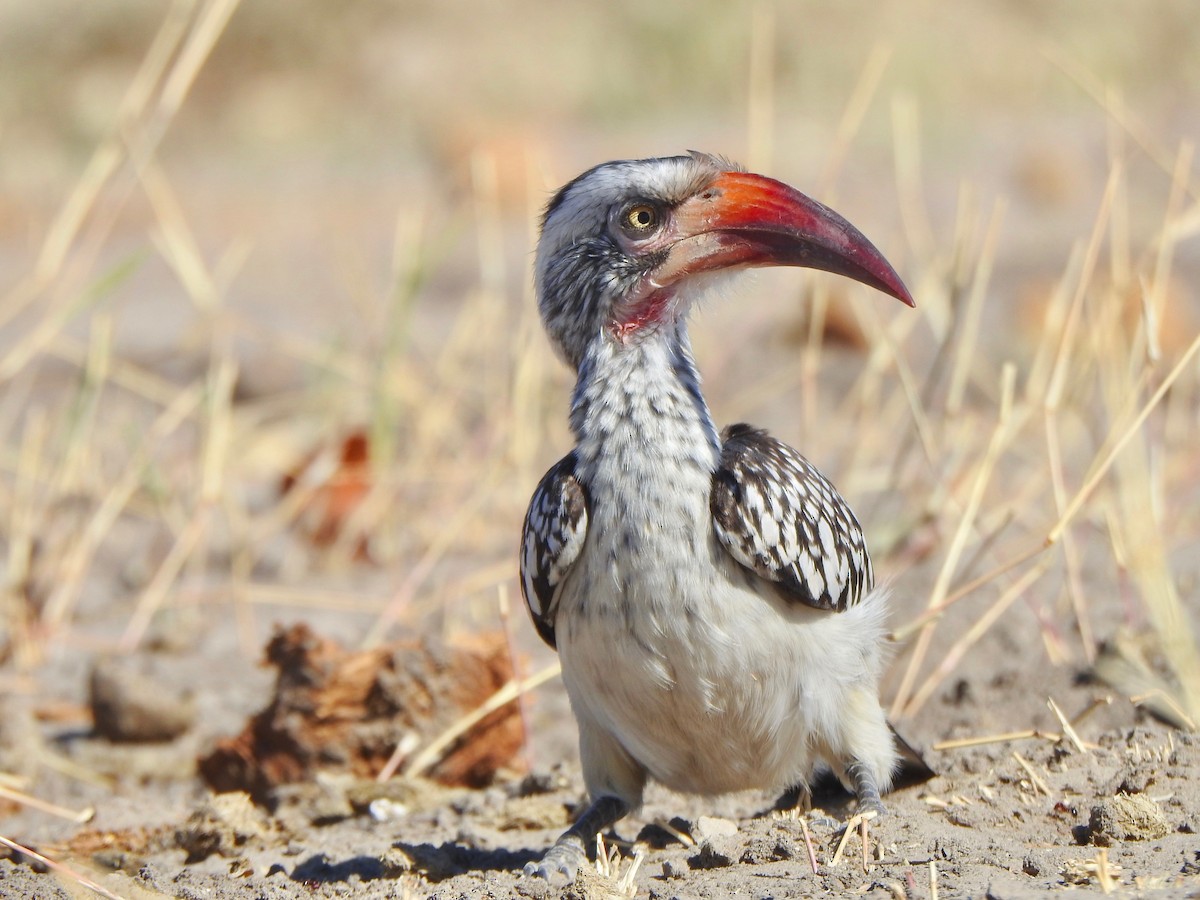 Southern Red-billed Hornbill - Kalin Ocaña