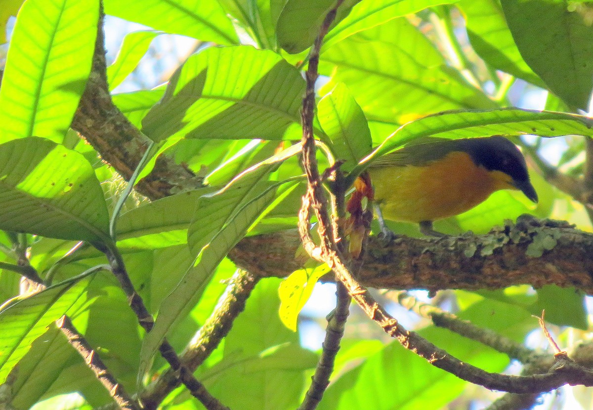 Black-fronted Bushshrike - ML168592471