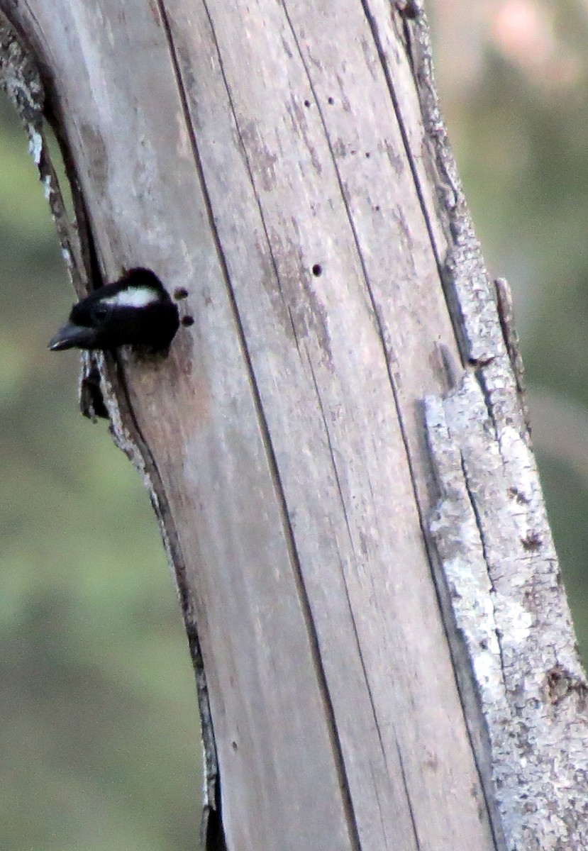 White-eared Barbet - ML168592531