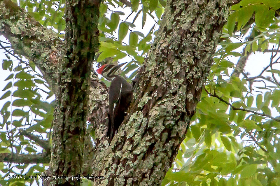 Pileated Woodpecker - Jay Brasher