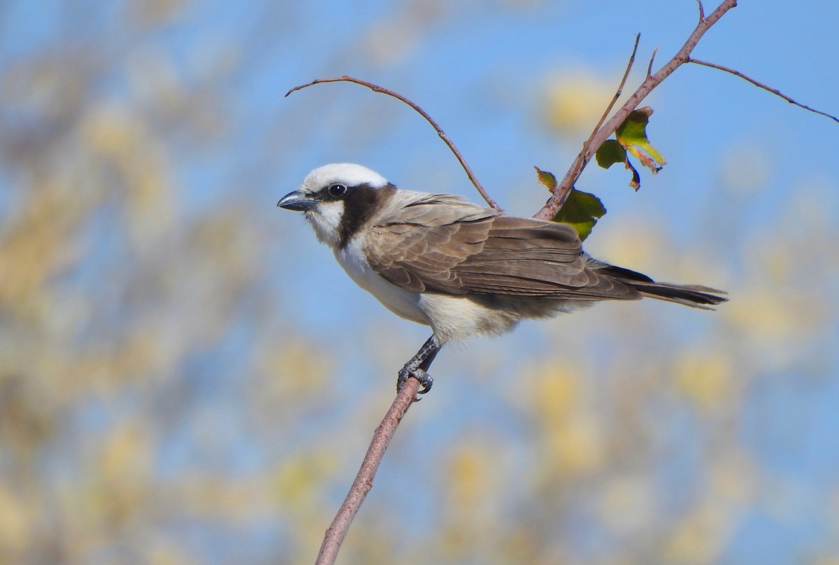 White-crowned Shrike - ML168597371
