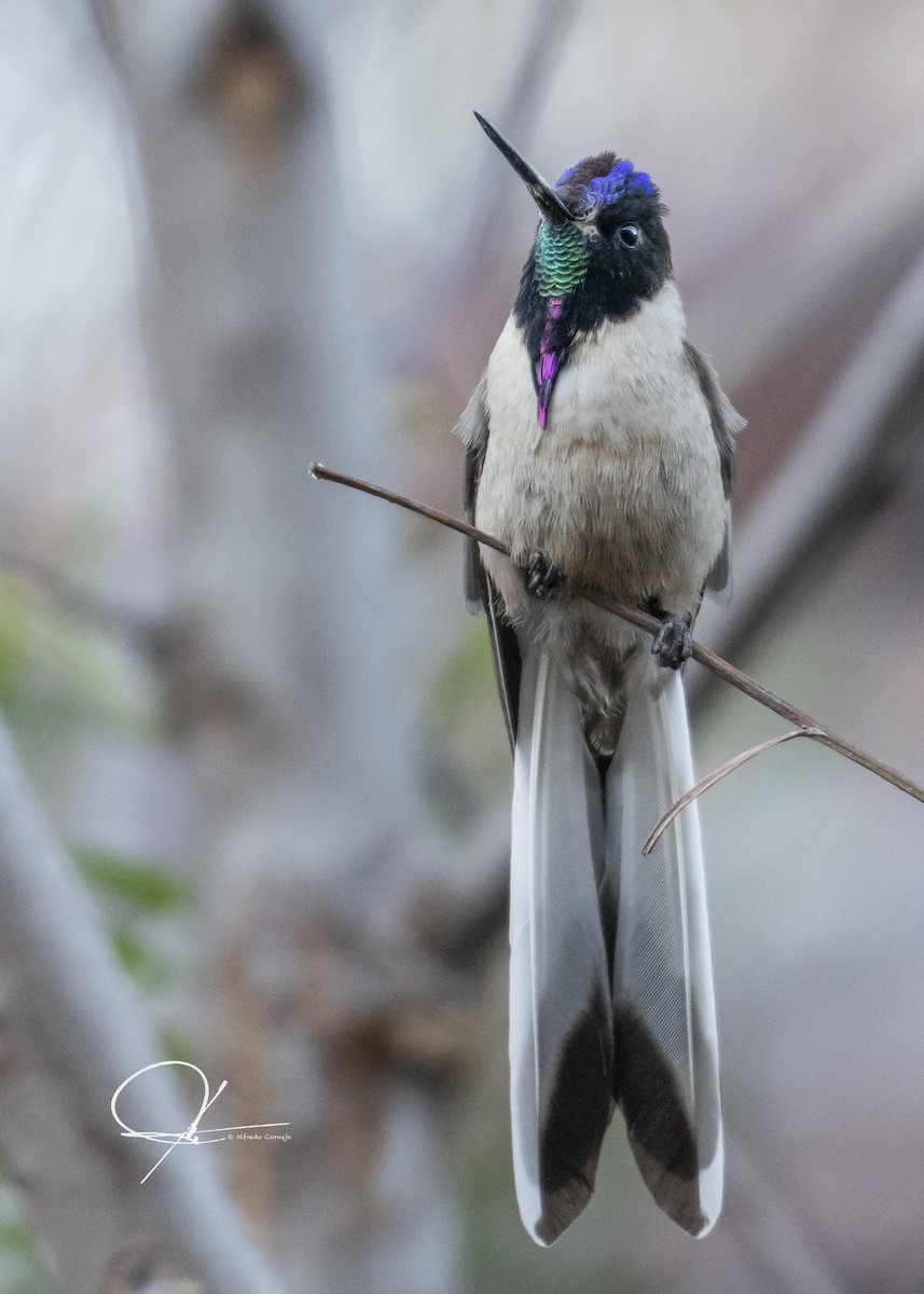 Bearded Mountaineer - Alfredo Cornejo