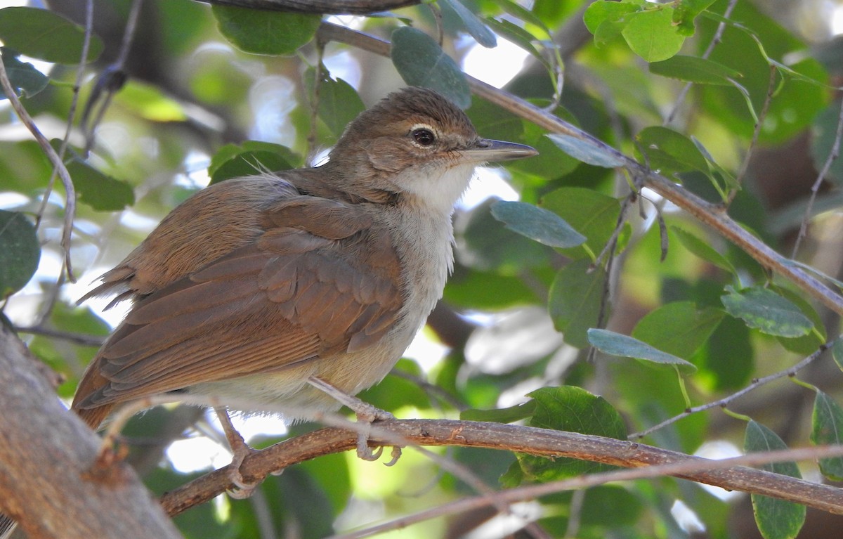 Bulbul Terrestre - ML168599341