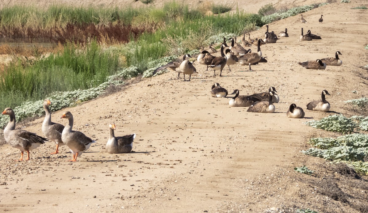 Graylag Goose (Domestic type) - ML168600031