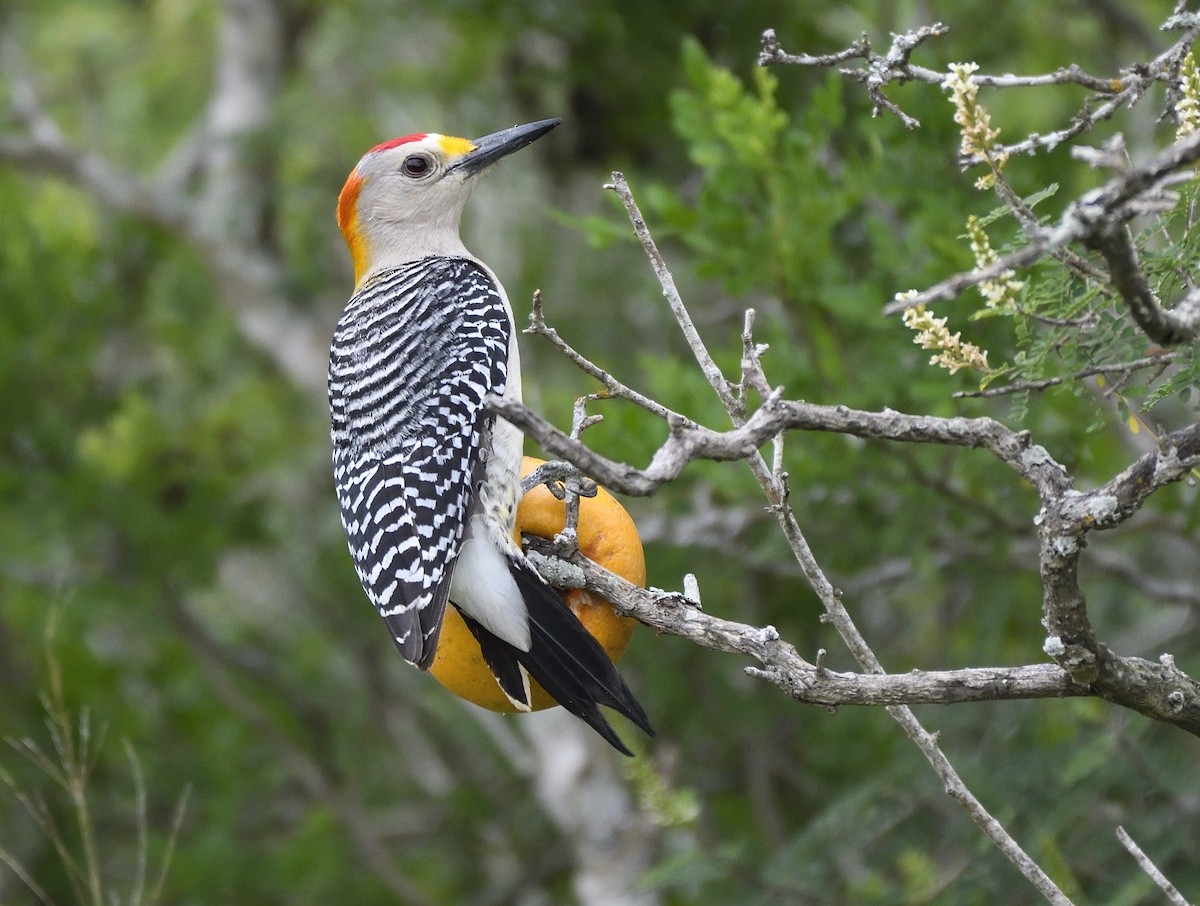 Golden-fronted Woodpecker - ML168602501