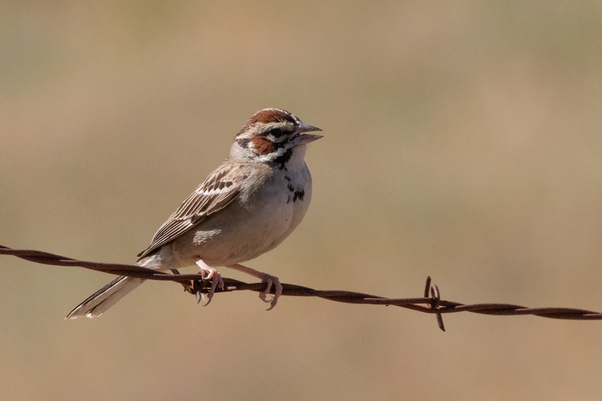 Lark Sparrow - ML168602691