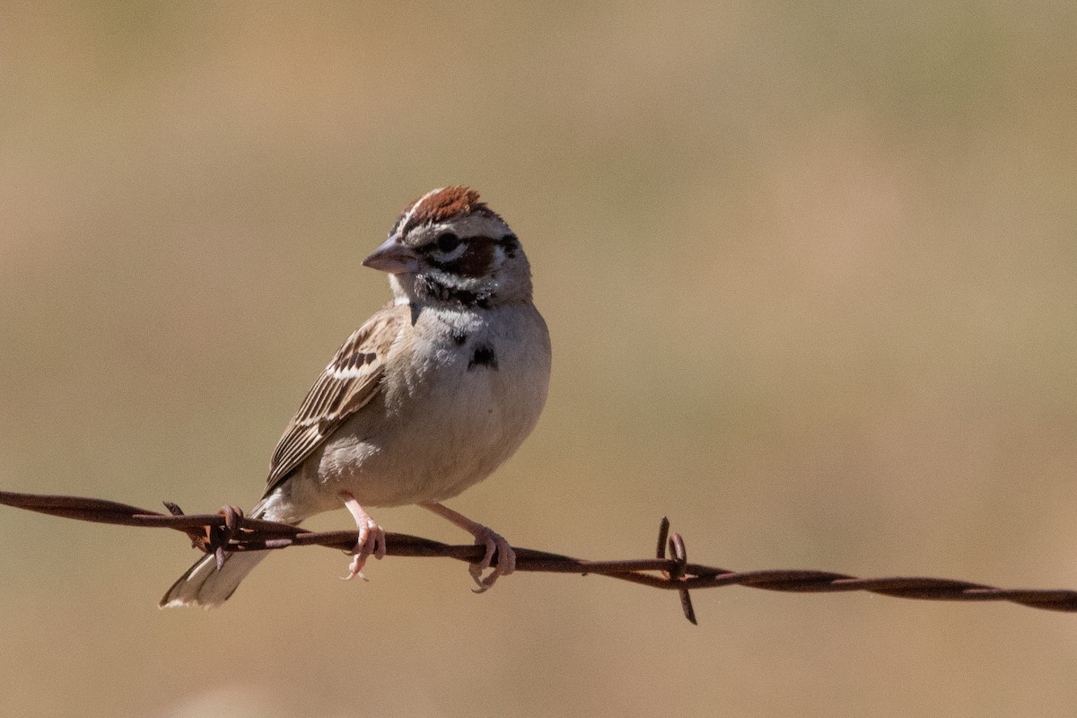 Lark Sparrow - ML168602701
