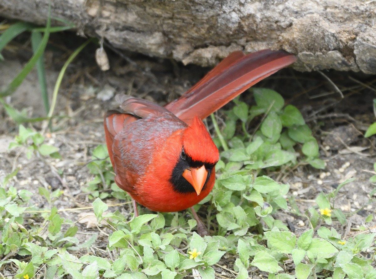 Northern Cardinal - ML168603221