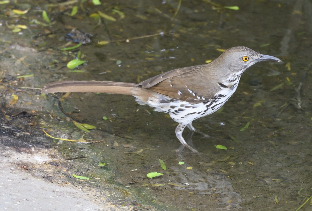 Long-billed Thrasher - ML168603601