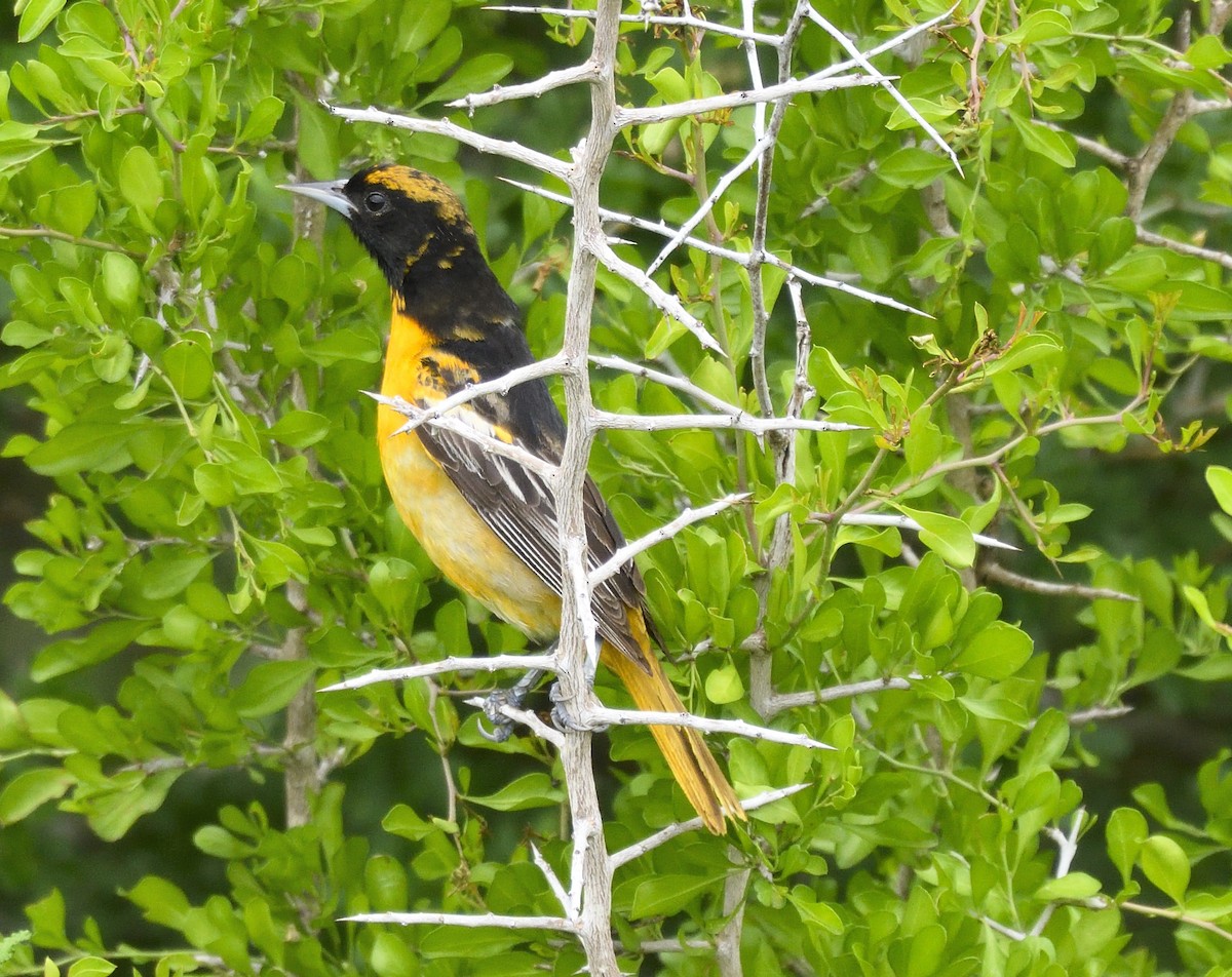 Baltimore Oriole - ML168604211