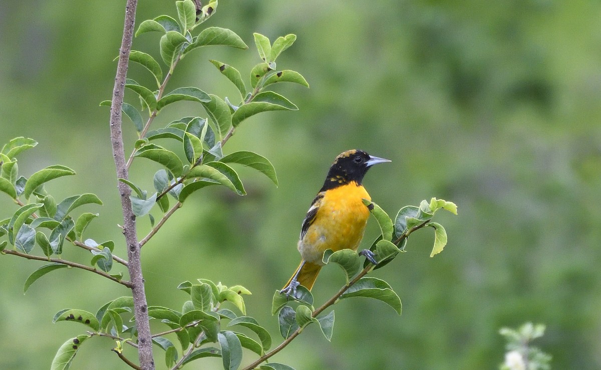 Baltimore Oriole - ML168604391