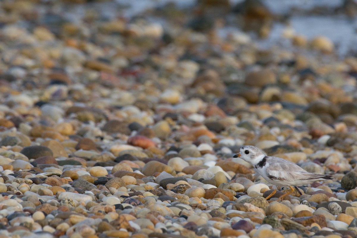 Piping Plover - ML168605921